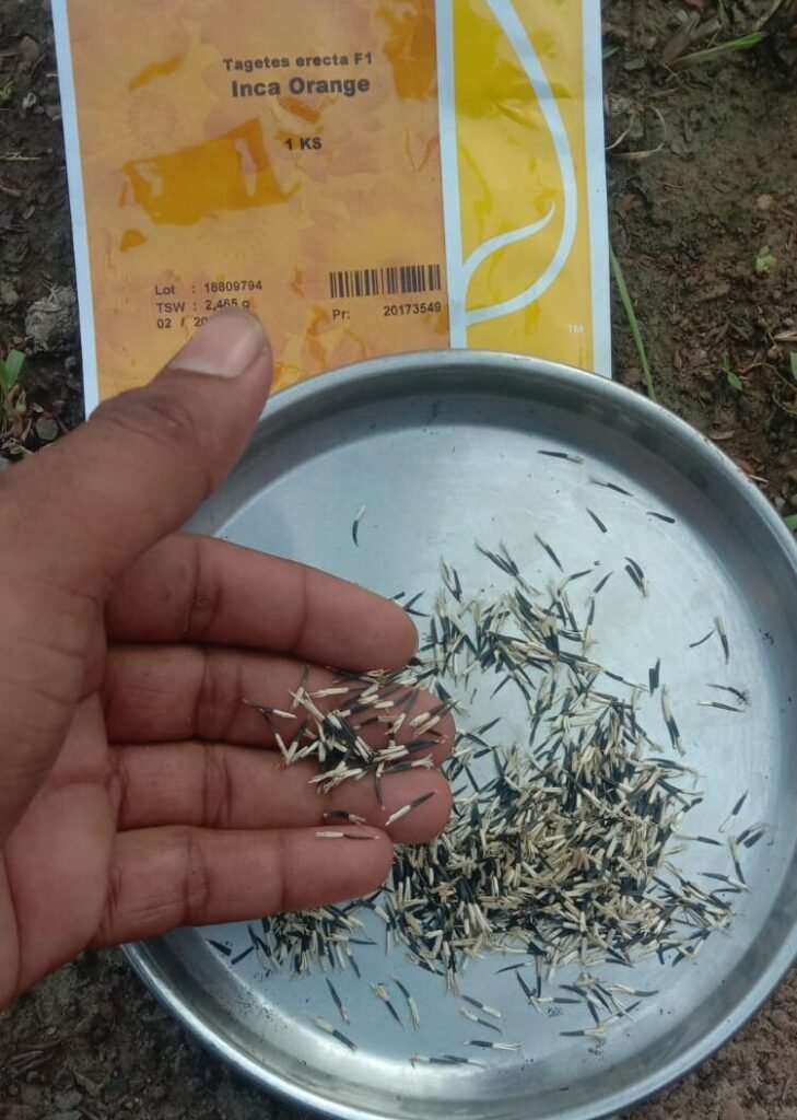 अक्टूबर में गेंदा के बीज लगाने की तैयारी 
