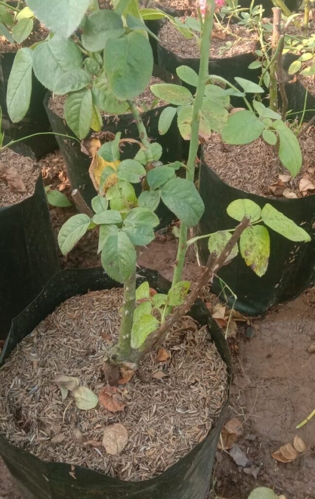गुलाब की छंटाई