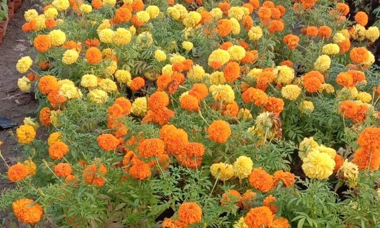 अक्टूबर में गेंदा के बीज लगा रहे हैं, ये गलती हुई तो फूल नहीं आएंगे! माली भैया से जानें सही तरीका।