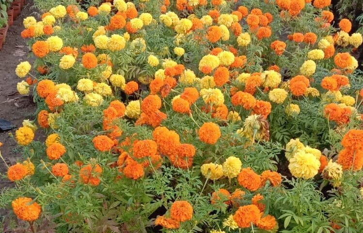 अक्टूबर में गेंदा के बीज लगा रहे हैं, ये गलती हुई तो फूल नहीं आएंगे! माली भैया से जानें सही तरीका।