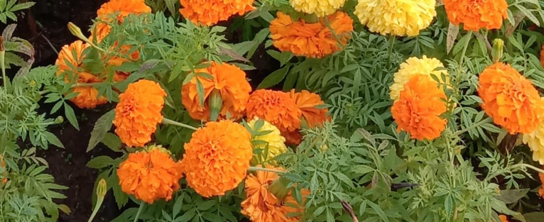 गेंदे में पत्तियाँ खूब, फूल गायब? 5 गलतियाँ सुधारें Nursery अनुभव