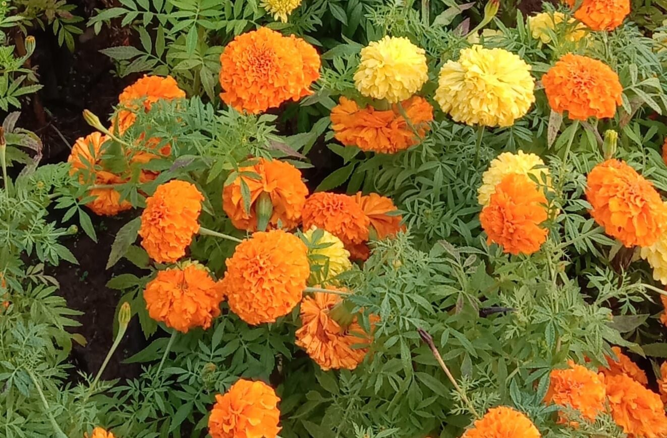 गेंदे में पत्तियाँ खूब, फूल गायब? 5 गलतियाँ सुधारें Nursery अनुभव