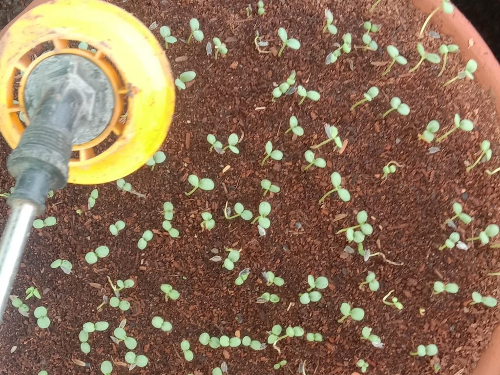 petunia ke beej me pani dalne ka tarika