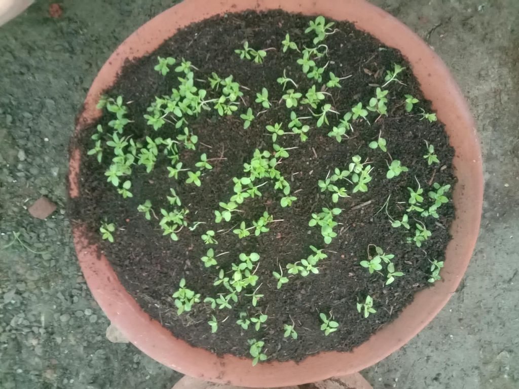 pansy के अंकुर 