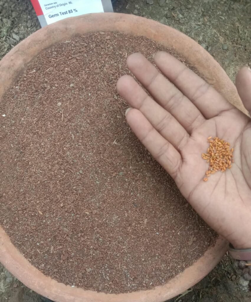 पिटुनीय के बीज