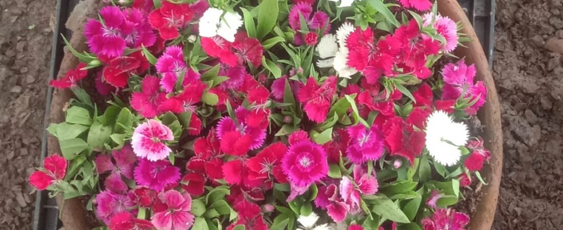 गमले में Dianthus के पौधे पर ढेर सारे फूल कैसे खिलाएं? 17 साल के नर्सरी अनुभव से जानें 7 तरीके