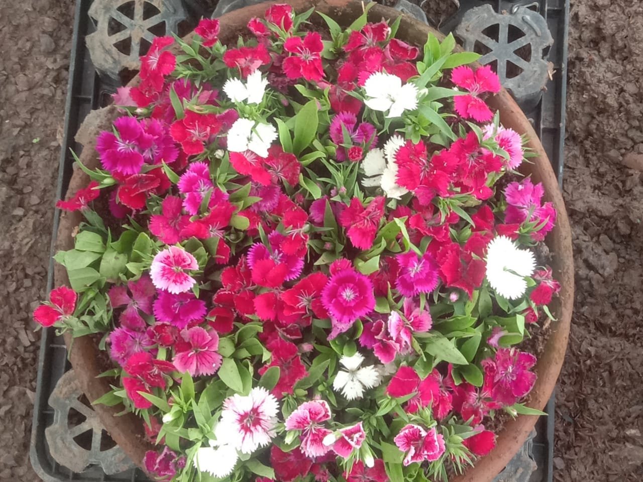 गमले में Dianthus के पौधे पर ढेर सारे फूल कैसे खिलाएं? 17 साल के नर्सरी अनुभव से जानें 7 तरीके
