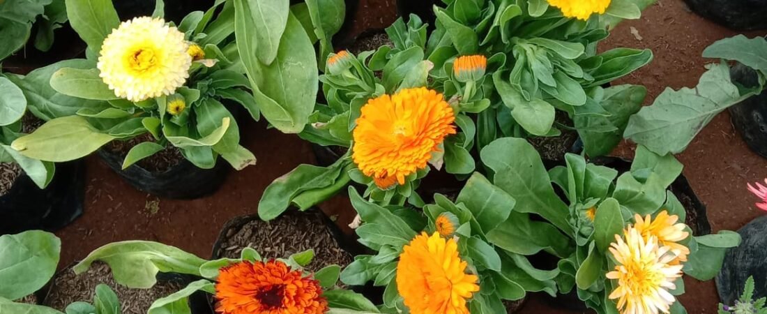 सर्दियों में कैलेंडुला की देखभाल कैसे करें। 17 साल के नर्सरी अनुभव से जाने खाद पानी और ज्यादा फूलों का तरीका।