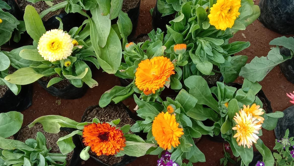 सर्दियों में कैलेंडुला की देखभाल कैसे करें। 17 साल के नर्सरी अनुभव से जाने खाद पानी और ज्यादा फूलों का तरीका।